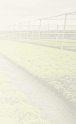 Soft greenhouse rows fading into the page background.