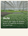 Herbs feature card from the Ashgrove Nursery homepage.